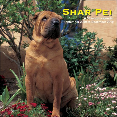 Shar-Pei 2010 Wall Calendar (9781602546110) by Magnum