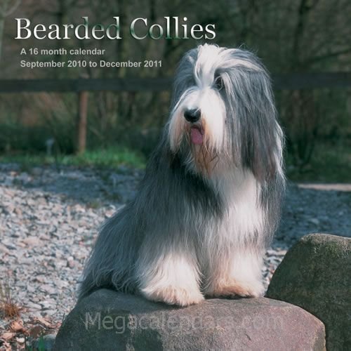 Bearded Collies 2011 Calendar MGDOG07 (9781602547018) by Magnum