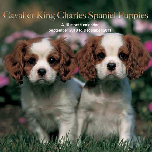 Cavalier King Charles Spaniel Puppies 2011 Calendar MGDOG17 (9781602547124) by Magnum