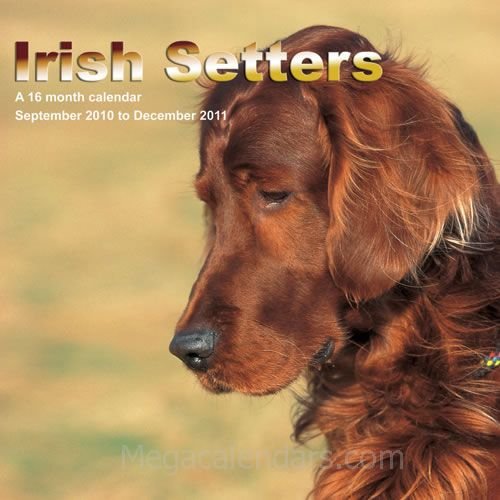 Irish Setters 2011 Calendar MGDOG36 (9781602547308) by Magnum