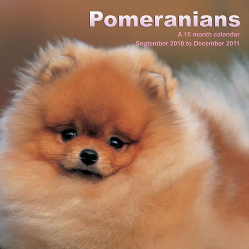 Pomeranians 2011 Calendar MGDOG45 (9781602547391) by Magnum