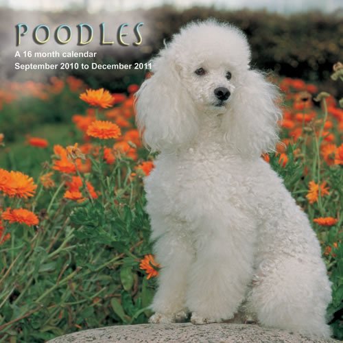 Poodles 2011 Calendar MGDOG46 (9781602547407) by Magnum