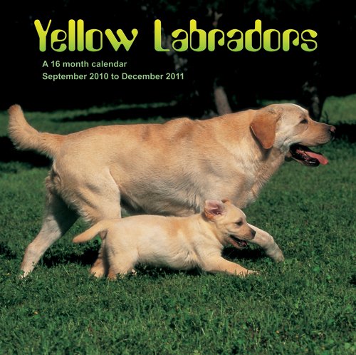 Yellow Labradors 2011 Calendar MGDOG63 (9781602547575) by Magnum