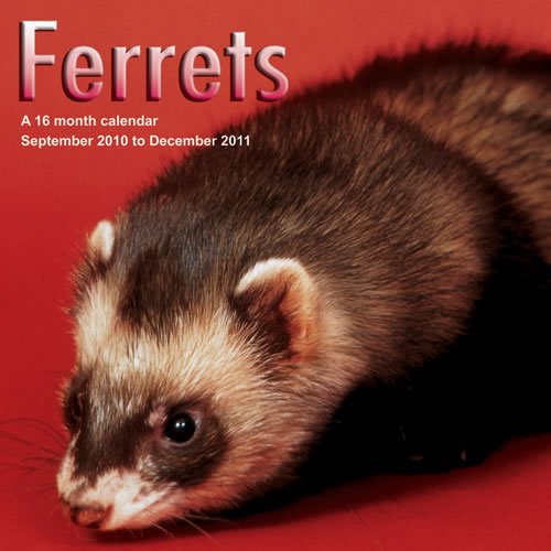 Ferrets 2011 Calendar MGANM07 (9781602547650) by Magnum