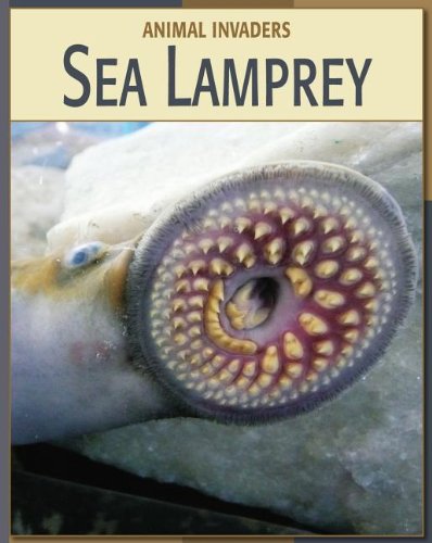 Sea Lamprey Sea Lamprey (Animal Invaders) (9781602793897) by Somervill, Barbara A.