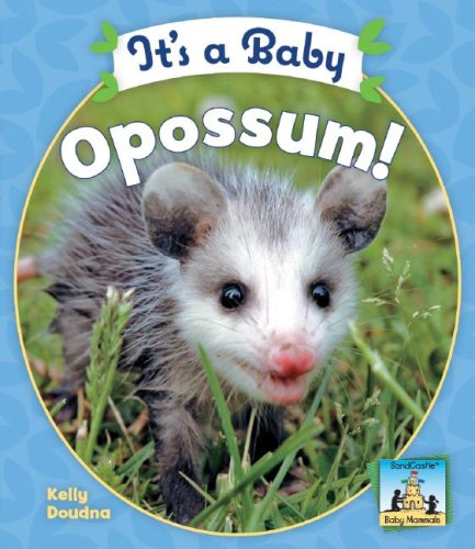 9781604530285: It's a Baby Opossum