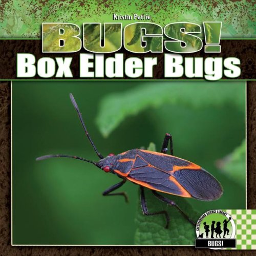 9781604530643: Box Elder Bugs