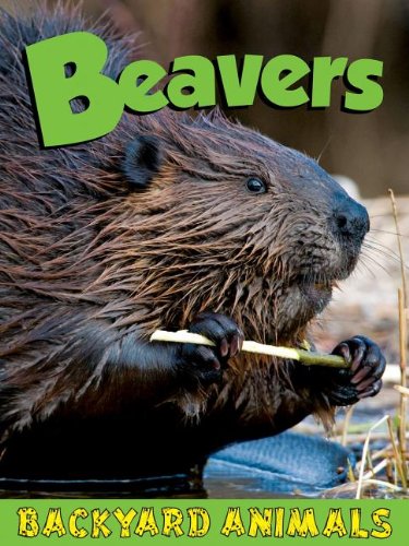 Imagen de archivo de Beavers (Backyard Animals) a la venta por Bookmans