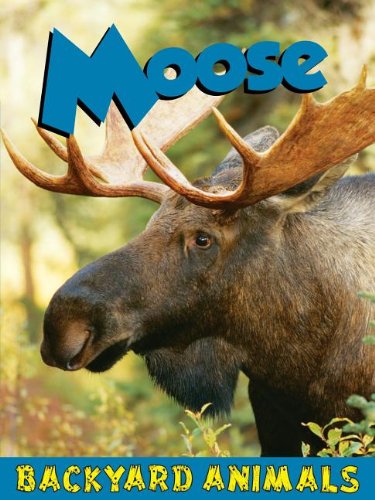 Imagen de archivo de Moose (Backyard Animals) a la venta por Bookmans