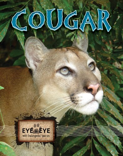 Cougars (Eye to Eye with Endangered Species) - Cindy Rodriguez