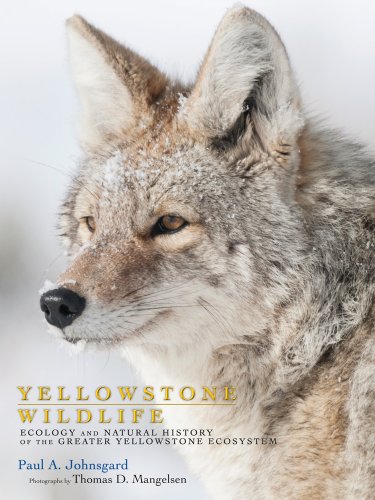 Stock image for Yellowstone Wildlife: Ecology and Natural History of the Greater Yellowstone Ecosystem for sale by Goodwill of Colorado