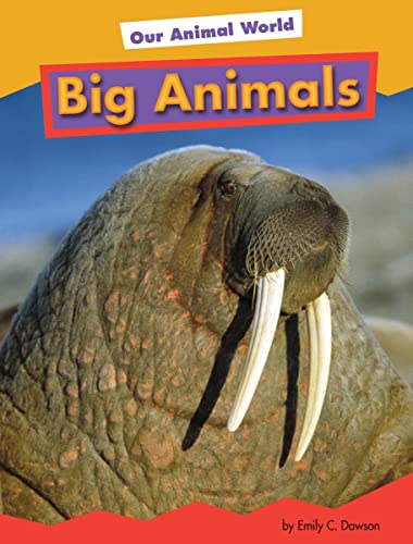 Stock image for Big Animals (Amicus Readers Level 1: Our Animal World) for sale by SecondSale