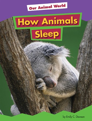 Stock image for How Animals Sleep (Amicus Readers Level 1: Our Animal World) for sale by Hawking Books