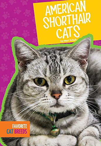 Beispielbild fr American Shorthair Cats zum Verkauf von Better World Books