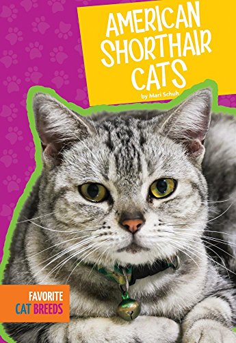 Stock image for American Shorthair Cats for sale by Better World Books