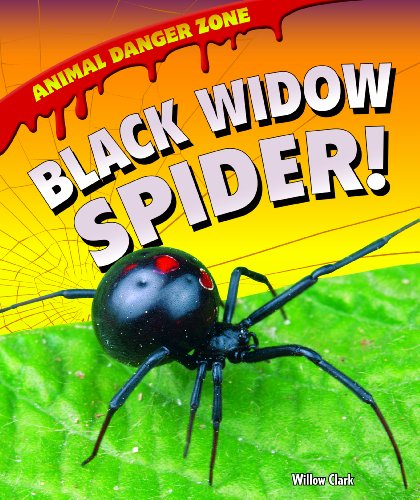 Beispielbild fr Black Widow Spider! (Animal Danger Zone) zum Verkauf von Wonder Book
