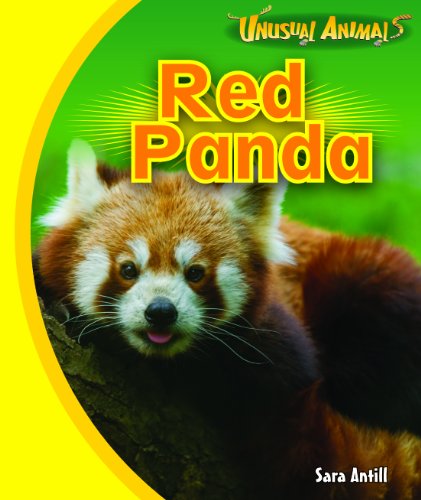 Beispielbild fr Red Panda (Unusual Animals) zum Verkauf von SecondSale