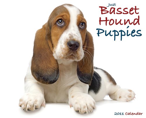 Basset Hound Puppies 2011 Wall Calendar (9781607550785) by Willow Creek Press