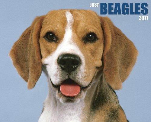 Beagles 2011 Wall Calendar (9781607550815) by Willow Creek Press