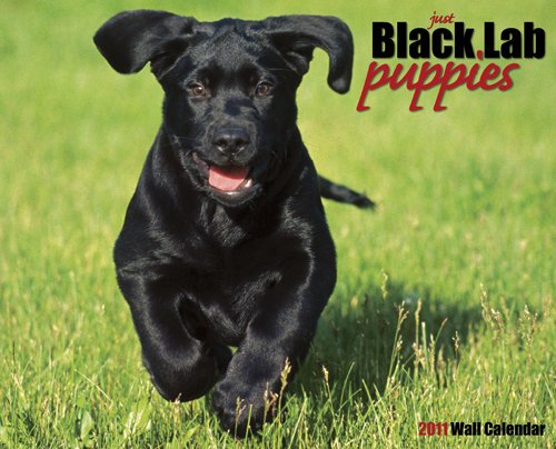 9781607550860: Just Black Lab Puppies 2011 Calendar