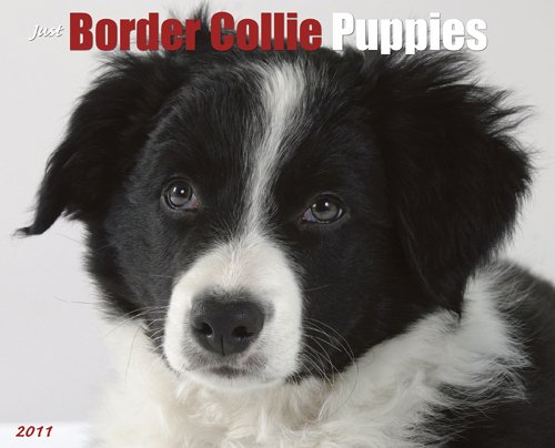 Border Collie Puppies 2011 Wall Calendar (9781607550884) by Willow Creek Press