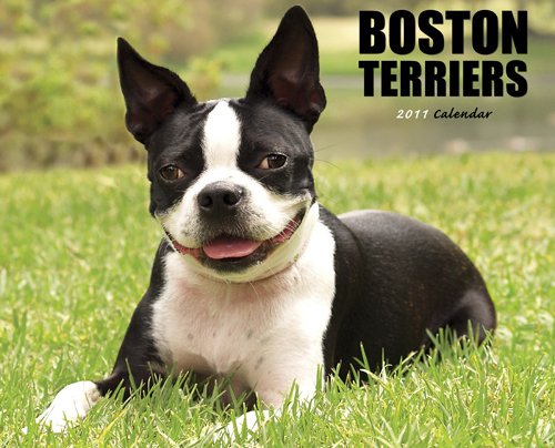 Boston Terriers 2011 Wall Calendar (9781607550914) by Willow Creek Press