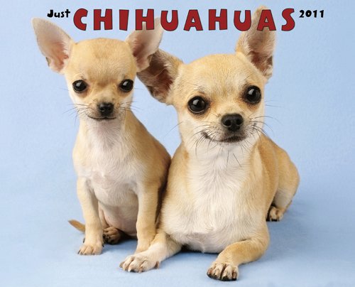 9781607551065: Just Chihuahuas 2011 Calendar