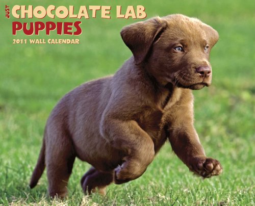 Chocolate Lab Puppies 2011 Wall Calendar (9781607551089) by Willow Creek Press