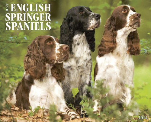 English Springer Spaniels 2011 Wall Calendar (9781607551287) by Willow Creek Press