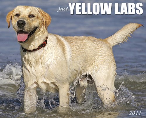 Yellow Labs 2011 Wall Calendar (9781607552277) by Willow Creek Press