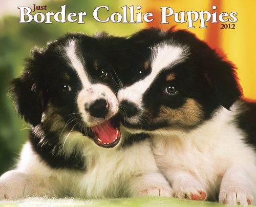 Just Border Collie Puppies 2012 Calendar (9781607552918) by Willow Creek Press