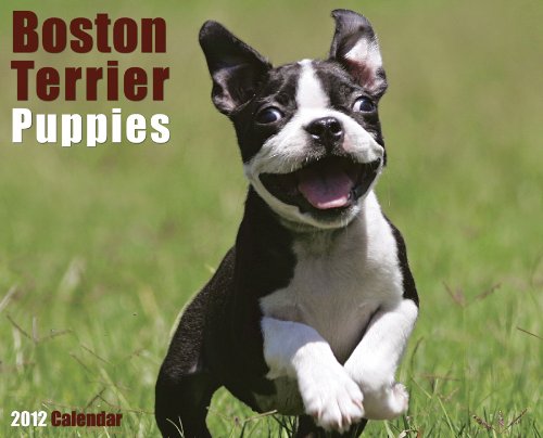 9781607552932: Boston Terrier Puppies 2012 Calendar