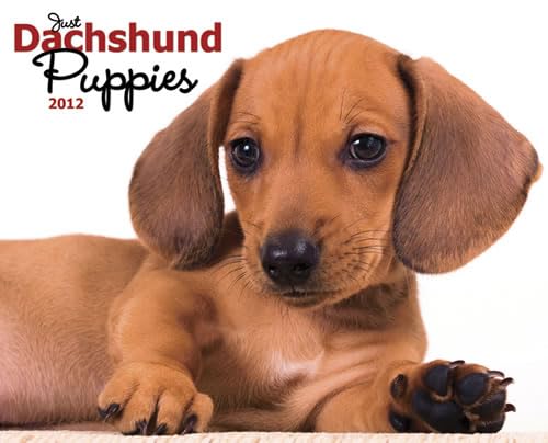 Just Dachshund Puppies 2012 Calendar (9781607553212) by Willow Creek Press