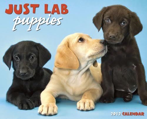 9781607553595: Just Lab Puppies Calendar (Just (Willow Creek))