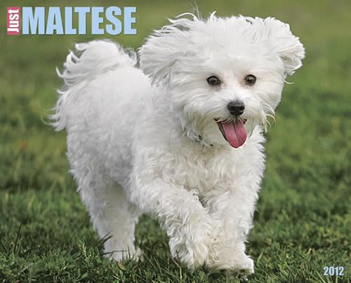 Just Maltese 2012 Calendar (9781607553670) by Willow Creek Press