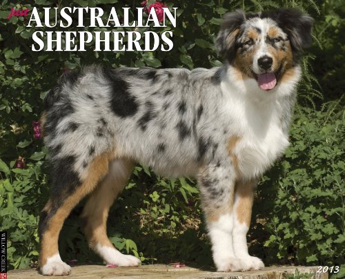 Just Australian Shepherds 2013 Wall Calendar (9781607554998) by Willow Creek Press