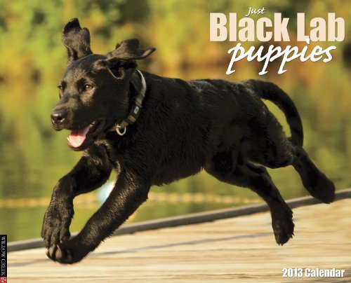 Black Lab Puppies Calendar 2013 (9781607555124) by Willowcreek Press