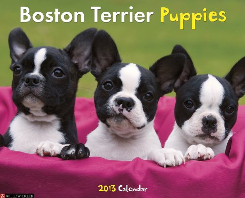 Boston Terrier Puppies 2013 Wall Calendar (9781607555162) by Willow Creek Press