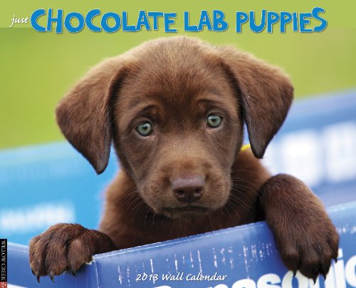 Chocolate Lab Puppies 2013 Wall Calendar (9781607555360) by Willow Creek Press