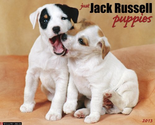 Just Jack Russell Puppies Calendar 2013 (9781607555841) by Willow Creek Press
