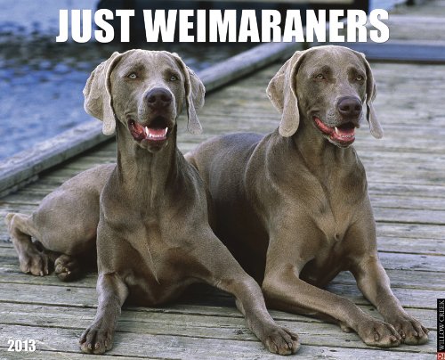 Weimaraners 2013 Wall Calendar (9781607556503) by Willow Creek Press