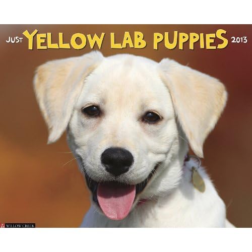 Yellow Lab Puppies 2013 Wall Calendar (9781607556671) by Willow Creek Press