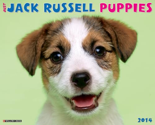Just Jack Russell Puppies 2014 Wall Calendar (9781607558804) by Willow Creek Press