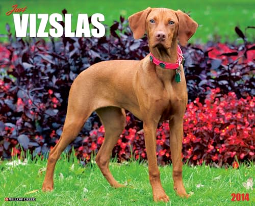 Just Vizslas 2014 Wall Calendar (9781607559511) by Willow Creek Press