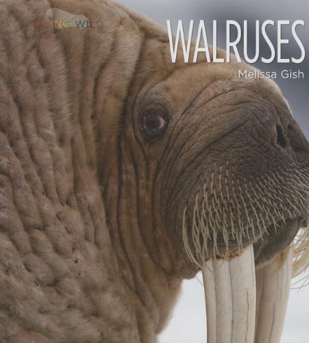 9781608182916: Walruses (Living Wild)