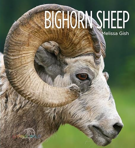 Beispielbild fr Bighorn Sheep zum Verkauf von Better World Books