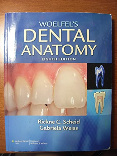 Stock image for Woelfels Dental Anatomy for sale by KuleliBooks