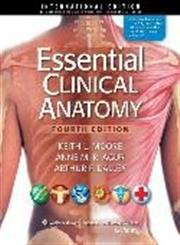 Beispielbild fr Essential Clinical Anatomy zum Verkauf von Studibuch