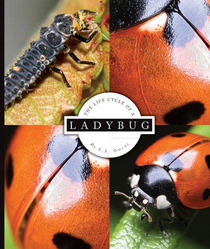 Beispielbild fr The Life Cycle of a Ladybug zum Verkauf von Better World Books