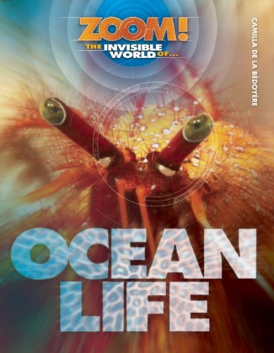 9781609920432: Ocean Life (Zoom! the Invisible World of)